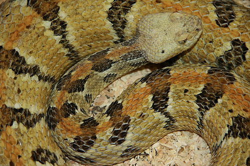 Crotalus horridus